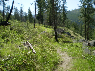 Trail winds through grassy meadows, Ellis Ridge 2011-07.